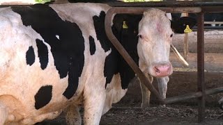 Chilean farmers turn dung into electricity