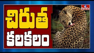 Breaking News : సంగారెడ్డి జిల్లాలో చిరుత పులి కలకలం | hmtv