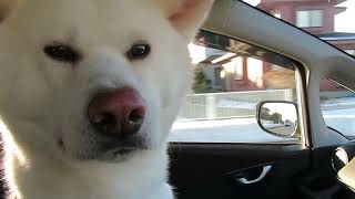 【秋田犬ゆうき】天気が良かったので飼い主とドライブに出掛ける【akita dog】