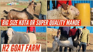 40 + HIGHT BIG SIZE KOTA BAKRE H2 GOAT FARM NAYAB COLLECTION BHIWANDI PADGA @msqvlogs5186