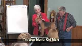 The Lakeland Terrier - Breed Education - Part 3