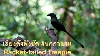 ชัดทั้งเสียงร้องและหน้าตา #นกกาแวน Racket-tailed Treepie