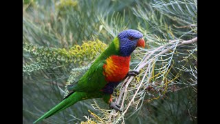 Filmmaker’s feathered friend