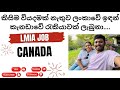 කැනඩාවේ රැකියාවක් ලැබුනා | Job from Canada | LMIA JOB #lmia #jobsincanada