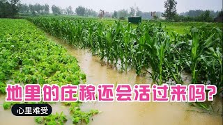 河南南阳：持续下了20天的暴雨，地里的庄稼还能起死回生吗？