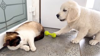 Golden Retriever Puppy Meets Cat for the First Time!