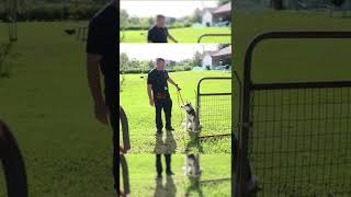The power of leash pressure #husky