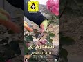 مشتل 🌱 الأماني _الباحة _ كيفية تربية الزهور 🌸 وتسميدها وتقليمها