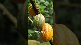 The Chocolate By Itself Is not Harmful| Mystical Yogi: SADHGURU #sadhguru #motivational #life #short