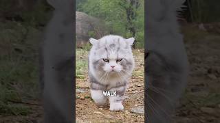 “Kitten who loves to walk”#cute #shorts #youtubeshorts #cat#pets