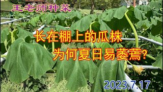 王老师种菜：长在棚上的瓜株为何夏日易萎蔫