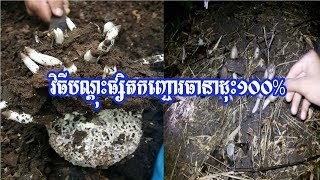 how to grow mushroom at from seed របៀបបណ្តុះផ្សិតកញ្ជោរងាយៗ