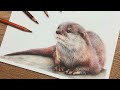 Drawing an OTTER with COLOURED PENCILS