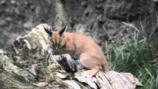 Caracal kittens explore and play with mom