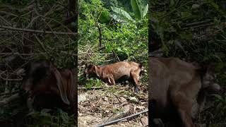 FINAL PUSH - Goat giving Birth #short #animalbirth