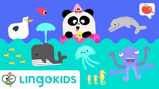 SEA ANIMALS for Kids 🌊🐳 VOCABULARY, SONGS and GAMES | Lingokids