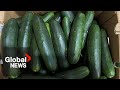 Cucumbers sold in Canada recalled over salmonella risk