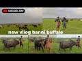 new #vilog banni buffalo high quality #buffalo Banni arbab deari farm 6353656869