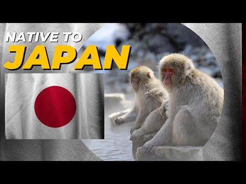 What plants and animals are native to Japan?