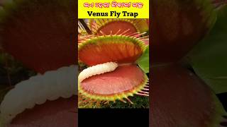 ଇଏ ହେଲା ଶିକାରୀ ଗଛ 👿Venus Fly Trap #odiashorts #odiafact #tree #shorts #factsodia