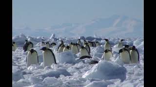 餌場と繁殖コロニー間を移動するエンペラーペンギン　Emperor penguins moving between feeding and breeding colonies