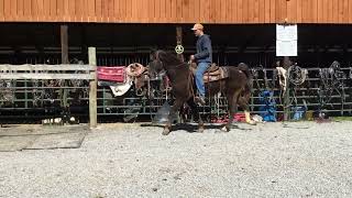 Sold 56- Rocky Mountain gelding