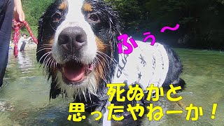 vol.94  チビバニルーク、初めての川遊び＆犬かきもどき/バーニーズマウンテンドッグ