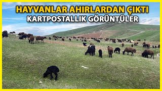 Muş'ta Meralar Hayvanlarla Şenlendi