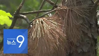 소나무재선충병, 7년만에 재확산…천적 활용 '기생충 기법' 개발