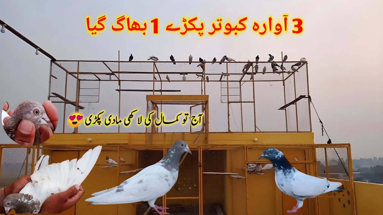 3 Awaara Kabootar Pakray 1 Bhaagh Gaya ёящб Sheikhoo Pigeons Club Youtube