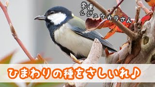 可愛いシジュウカラにひまわり種を差し入れ【Great tit】