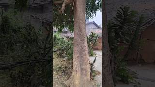 😱Sargva Ka Ped Kitna Bada He 🌳Moringa Tree #village#youtubeshorts #shorts