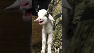 goat sound #bear #goat #animal #goatlovers #babygoat #funny #animalsounds #cute #goatsounds #baby