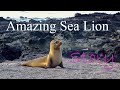 Sea Lion | One of the most beautiful animals - 5s Story Animals.