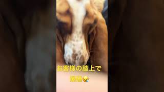 バセットハウンドけんけんの日常