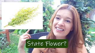 Northern Nevada Native Plants Series: Meet Nevada's Weeds - Ep. 1 🌱