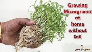 Microgreens in Bottle | ഇങ്ങനെയും മൈക്രോഗ്രീൻസ് വളർത്തിയെടുക്കാം