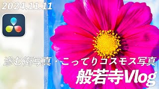 【滲む街写真・こってりコスモス写真】MFレンズで般若寺Vlog| 4K60fps | #osmopocket3 #a7iv #NOKTONclassic40mmf14sc