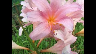 夏の花　西戒壇院参道の夏水仙！とモクゲンジュのい実風景スライドショー