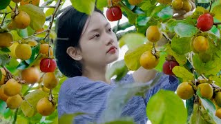 Harvesting Persimmons From Trees, Bringing Them Home To Make Preserved Persimmons | Lâm Anh Food