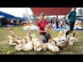 Harvesting Ducks Goes To Village Market Sell - Repair Ducks Farm & Buy Ducklings To Raise