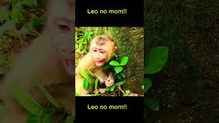 Congratulation! Floran Can Walk welll..!!! #monkey  #short #monkeys #animals#monkeys#Leo