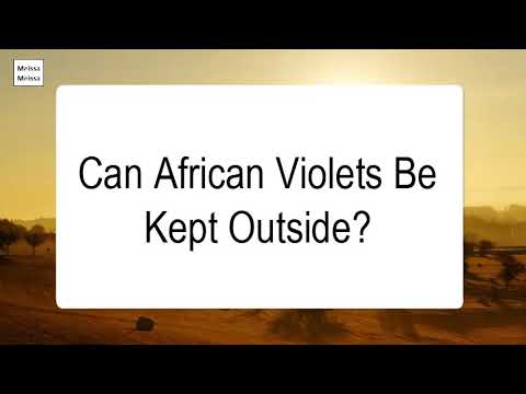 Can African violets go outside?
