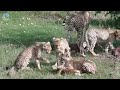 best cheetah chase moments in the wild 2024 how cheetahs outrun the ordinary