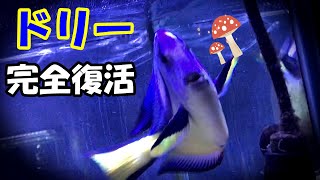 【アクアリウム】海水水槽　ドリー完全復活とウミキノコ