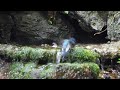 山中湖 大洞の泉のオオルリ（雄）の水浴び　その５９（4k60p動画）