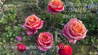 New Varieties | Motherplants | DA | Dutch | Pushpanjali Rosery Bareilly