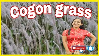 COGON GRASS Ping Che @FAN LING How get there full Guide….#cogon #explore #nature part 1