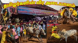 நாமக்கல் புகழ்பெற்ற அலங்காநத்தம் ஜல்லிக்கட்டு விழா2024/Namakkal famous Jallikattu Alanganatham vizha