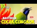 masteran cucak cungkok suara jernih durasi 10 jam masteran burung lomba